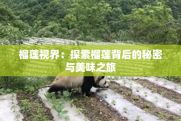 榴莲视界：探索榴莲背后的秘密与美味之旅