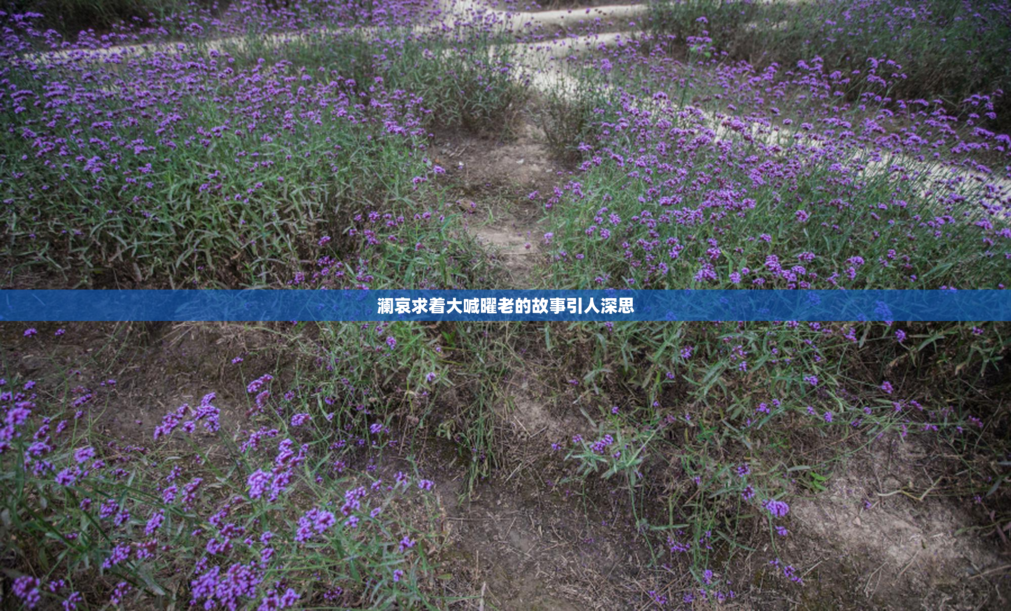 澜哀求着大喊曜老的故事引人深思