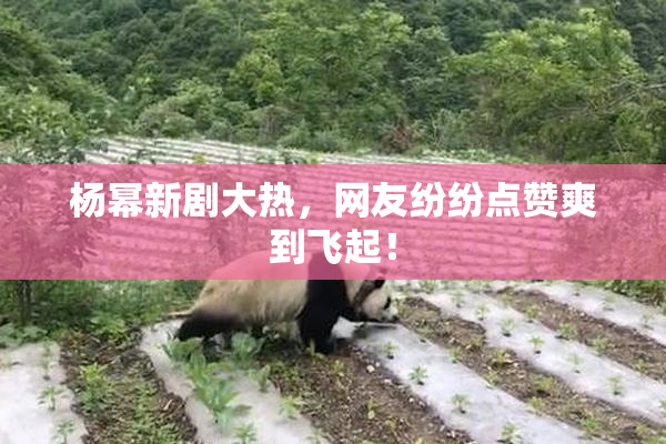 杨幂新剧大热，网友纷纷点赞爽到飞起！