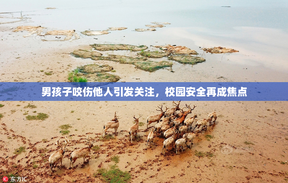 男孩子咬伤他人引发关注，校园安全再成焦点