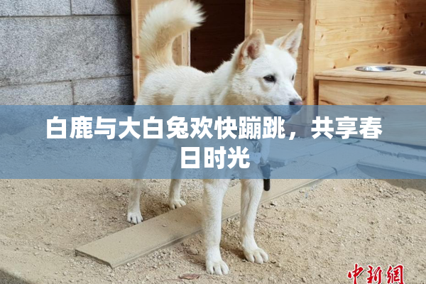白鹿与大白兔欢快蹦跳，共享春日时光