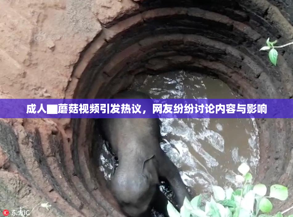 成人▇蘑菇视频引发热议，网友纷纷讨论内容与影响