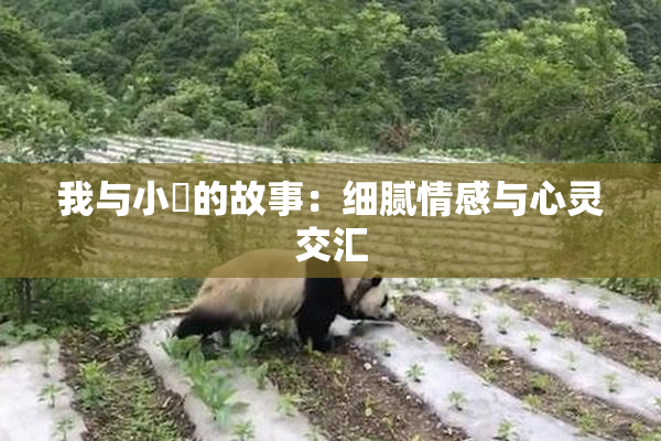 我与小娻的故事：细腻情感与心灵交汇