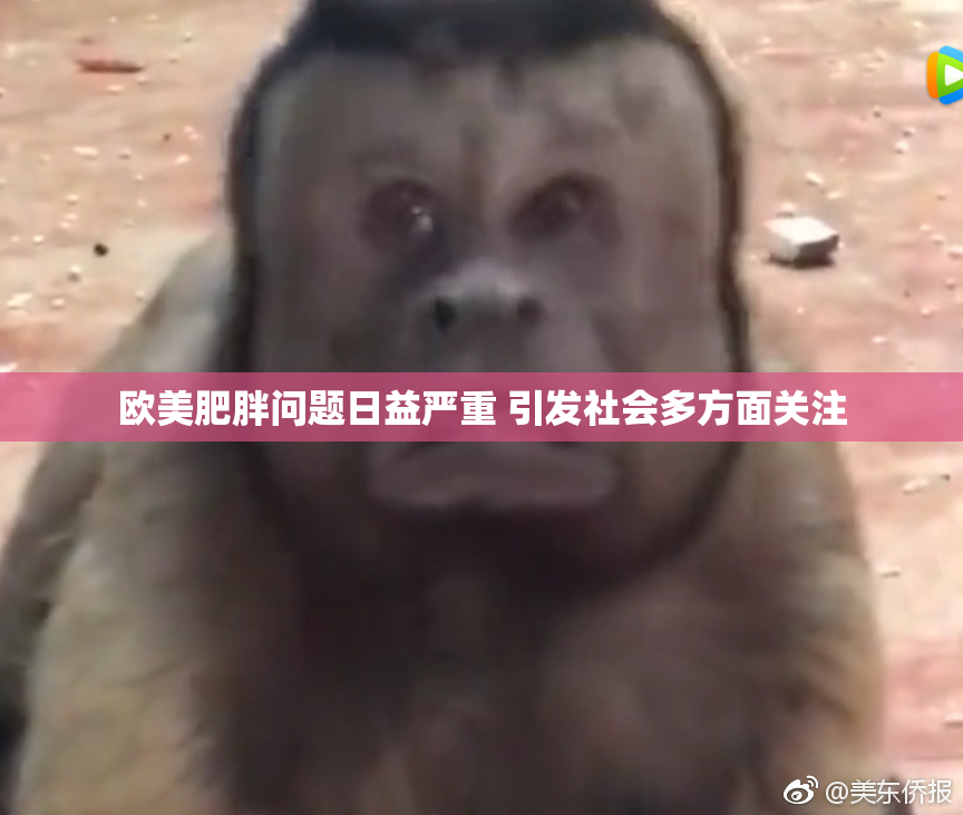 欧美肥胖问题日益严重 引发社会多方面关注