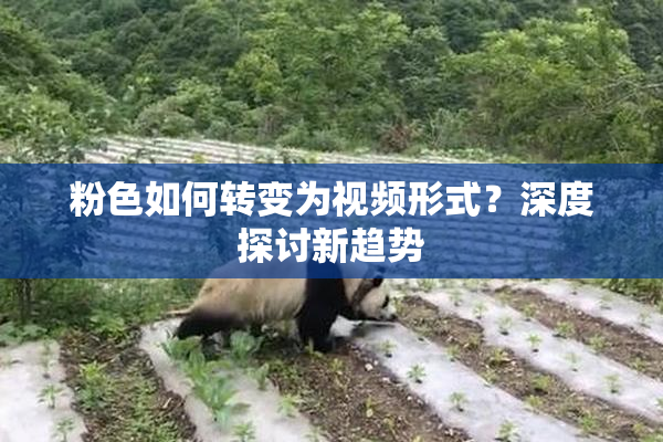 粉色如何转变为视频形式？深度探讨新趋势