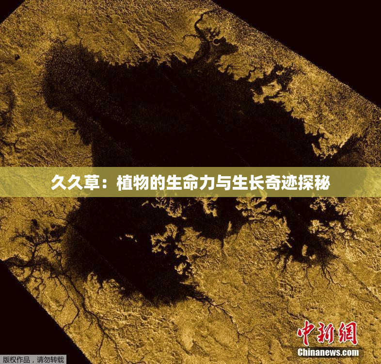 久久草：植物的生命力与生长奇迹探秘