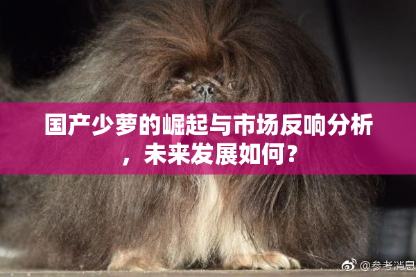 国产少萝的崛起与市场反响分析，未来发展如何？