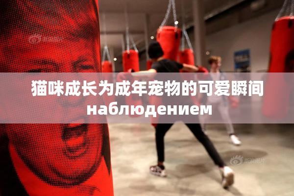猫咪成长为成年宠物的可爱瞬间 наблюдением