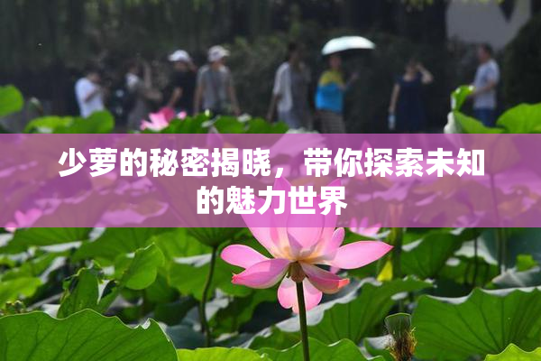 少萝的秘密揭晓，带你探索未知的魅力世界