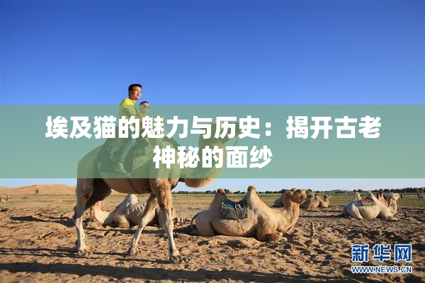 埃及猫的魅力与历史：揭开古老神秘的面纱