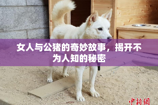 女人与公猪的奇妙故事，揭开不为人知的秘密