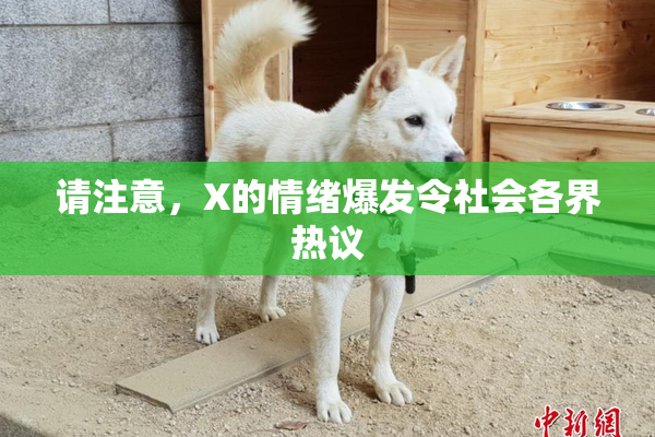 请注意，X的情绪爆发令社会各界热议