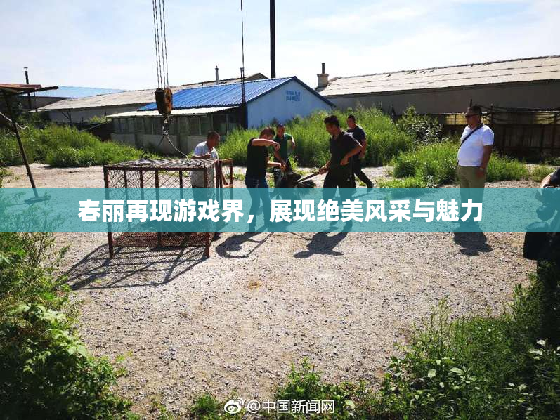 春丽再现游戏界，展现绝美风采与魅力