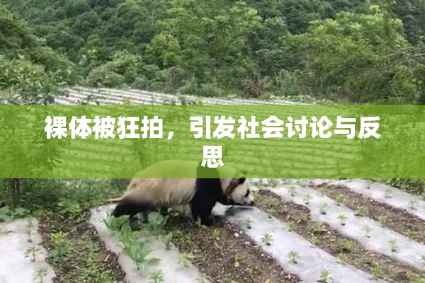 裸体被狂拍，引发社会讨论与反思