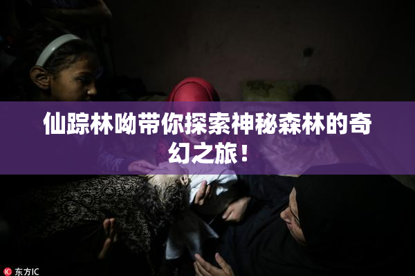 仙踪林呦带你探索神秘森林的奇幻之旅！