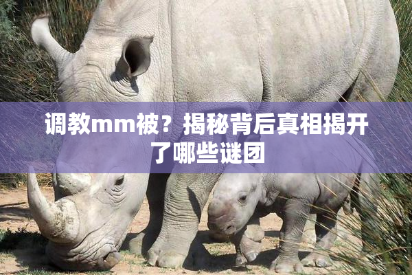 调教mm被？揭秘背后真相揭开了哪些谜团
