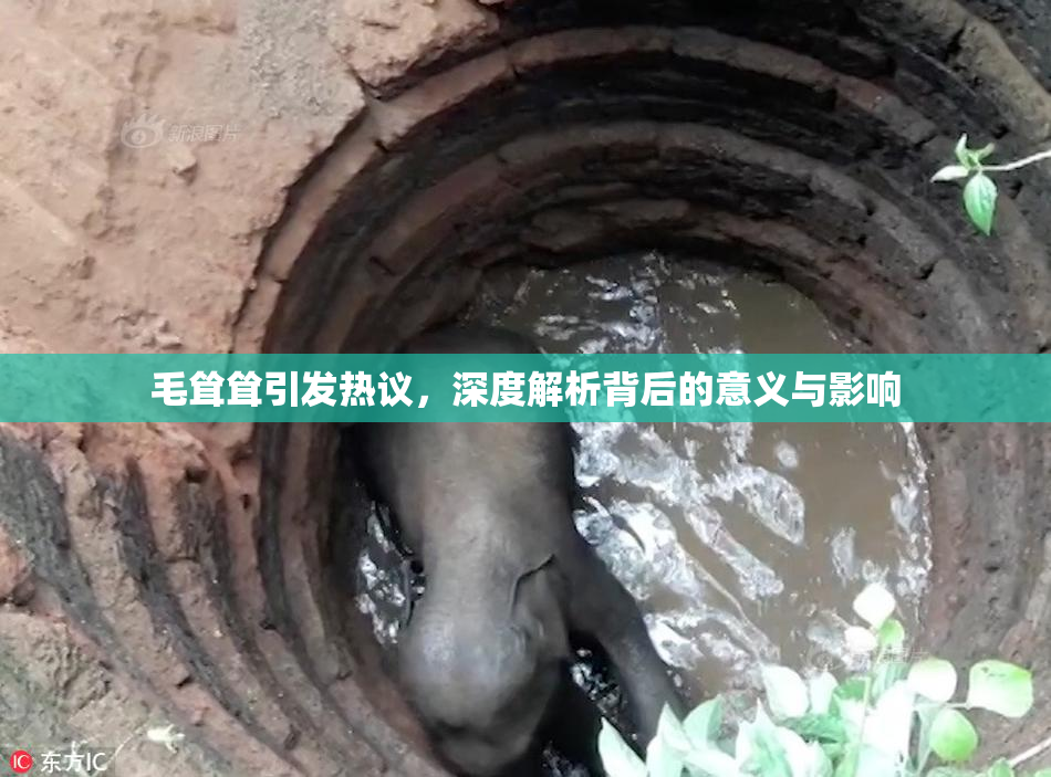 毛耸耸引发热议，深度解析背后的意义与影响