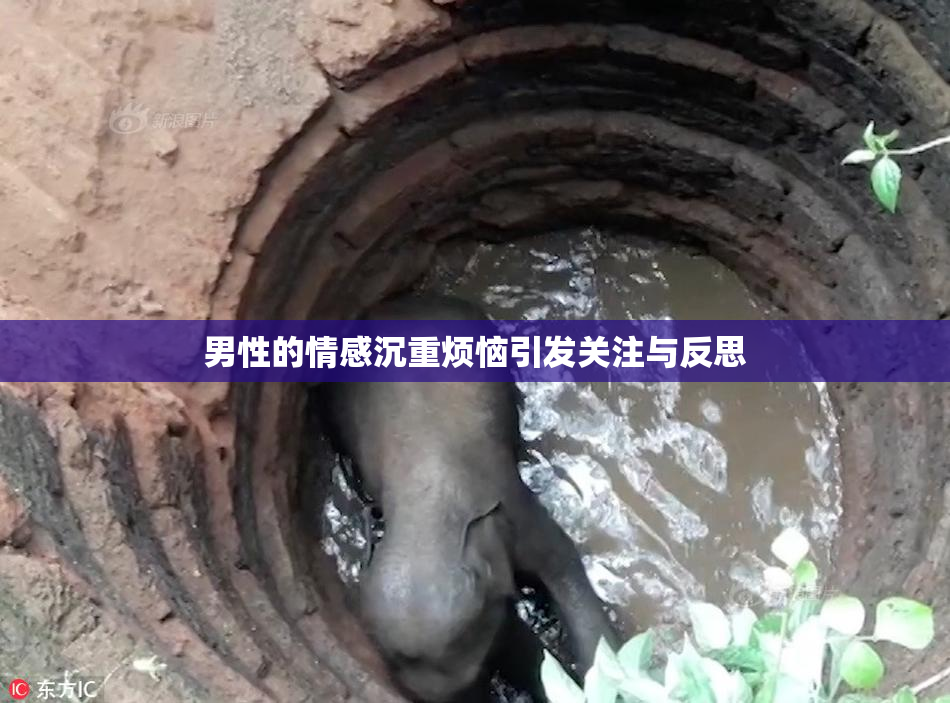 男性的情感沉重烦恼引发关注与反思