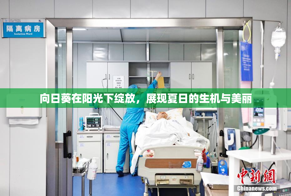 向日葵在阳光下绽放，展现夏日的生机与美丽