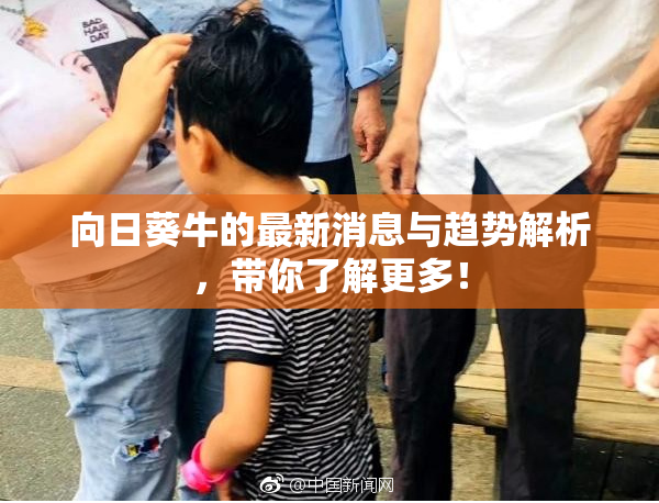 向日葵牛的最新消息与趋势解析，带你了解更多！