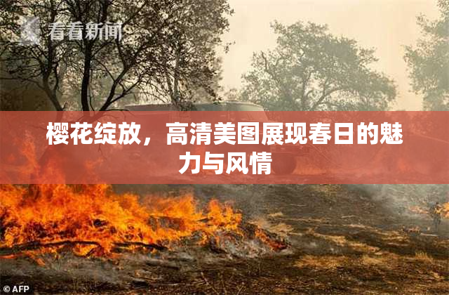 樱花绽放，高清美图展现春日的魅力与风情