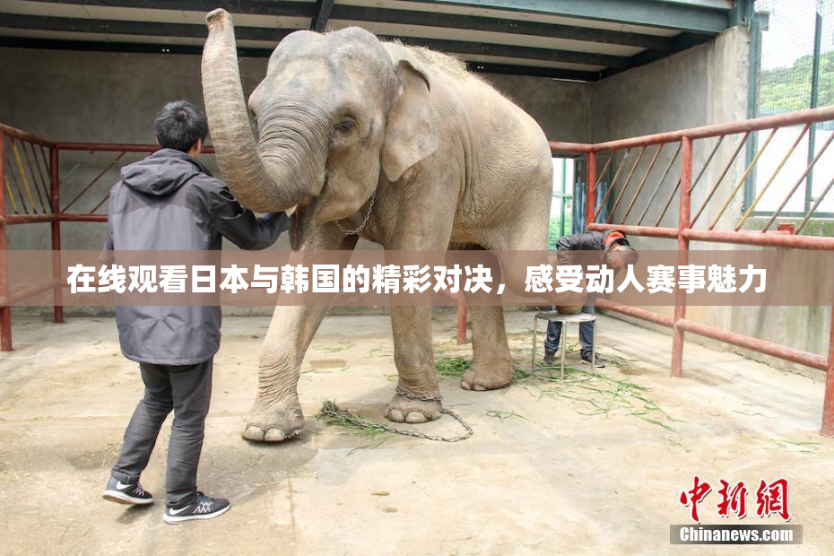 在线观看日本与韩国的精彩对决，感受动人赛事魅力