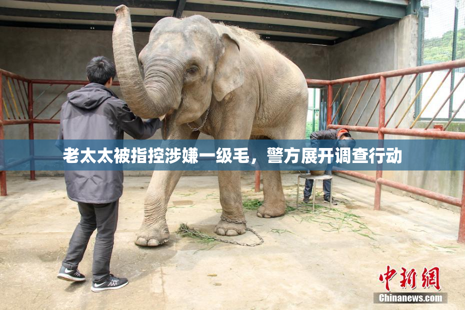 老太太被指控涉嫌一级毛，警方展开调查行动
