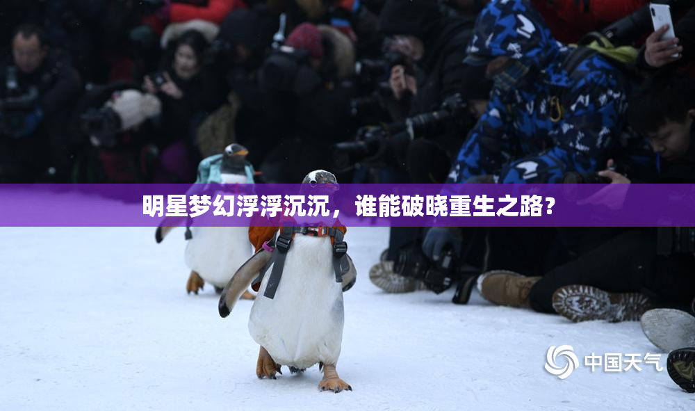 明星梦幻浮浮沉沉，谁能破晓重生之路？