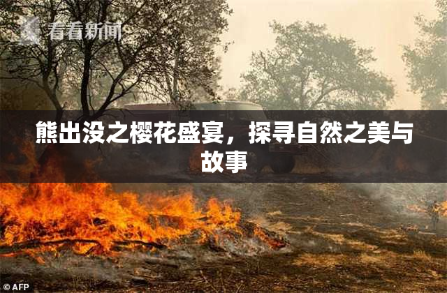 熊出没之樱花盛宴，探寻自然之美与故事