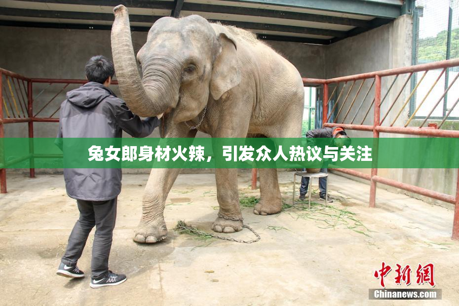 兔女郎身材火辣，引发众人热议与关注