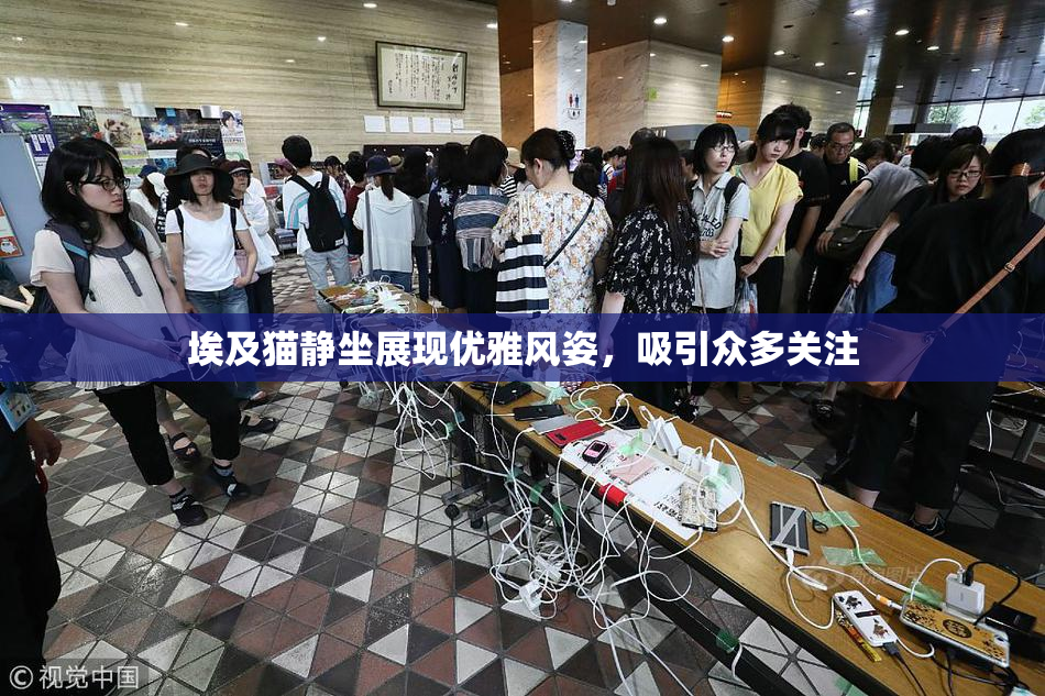 埃及猫静坐展现优雅风姿，吸引众多关注