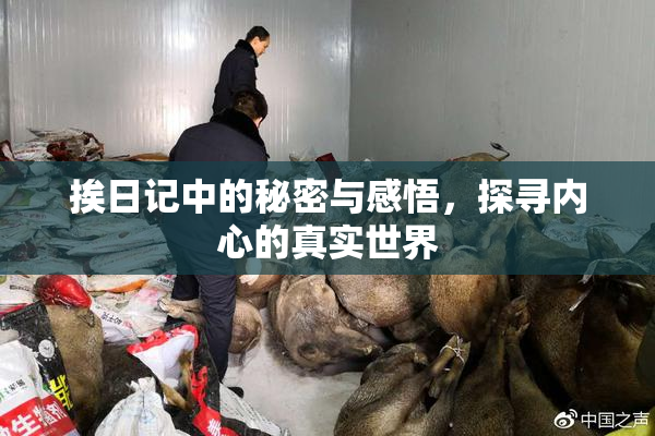 挨日记中的秘密与感悟，探寻内心的真实世界
