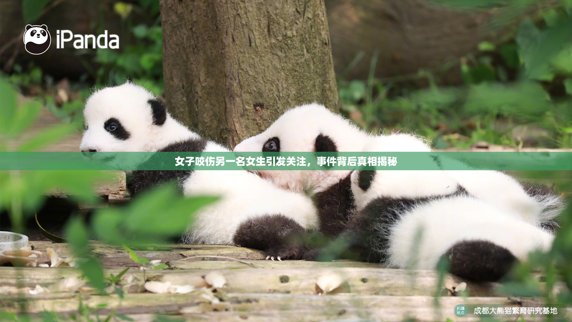 女子咬伤另一名女生引发关注，事件背后真相揭秘