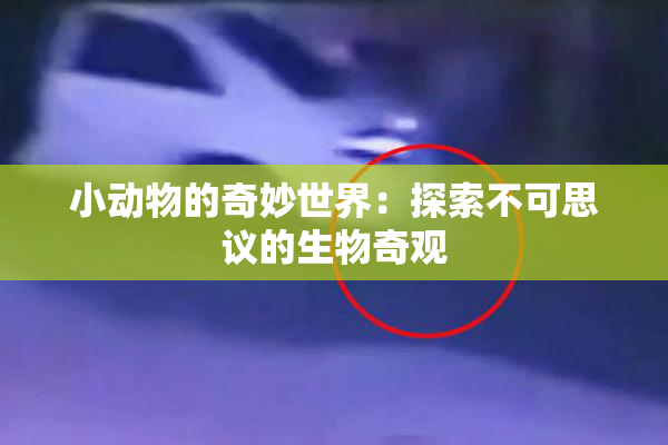 小动物的奇妙世界：探索不可思议的生物奇观