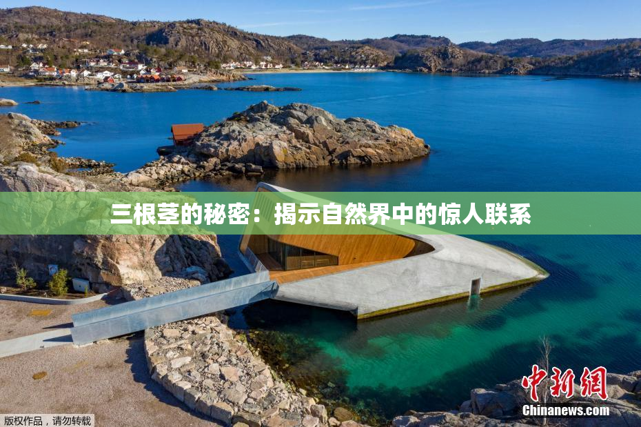 三根茎的秘密：揭示自然界中的惊人联系