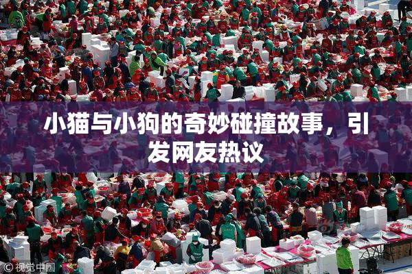 小猫与小狗的奇妙碰撞故事，引发网友热议
