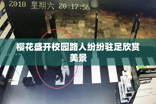 樱花盛开校园路人纷纷驻足欣赏美景