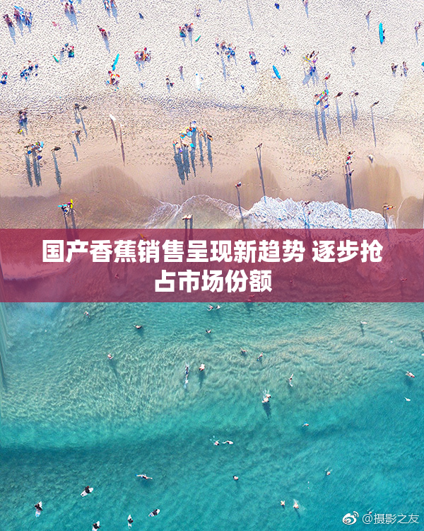 国产香蕉销售呈现新趋势 逐步抢占市场份额