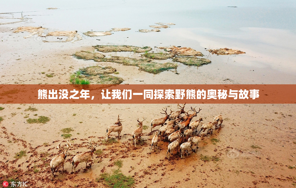 熊出没之年，让我们一同探索野熊的奥秘与故事