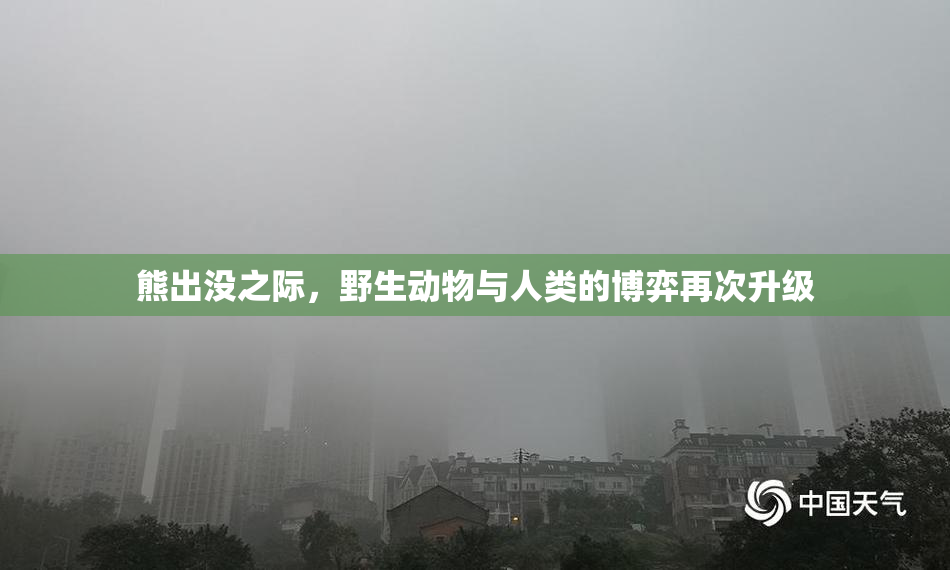 熊出没之际，野生动物与人类的博弈再次升级