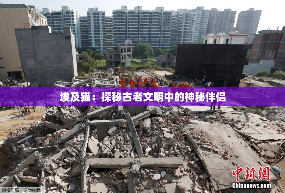 埃及猫：探秘古老文明中的神秘伴侣