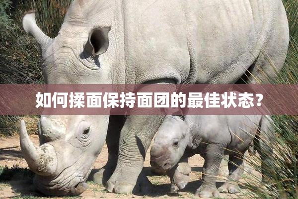 如何揉面保持面团的最佳状态？