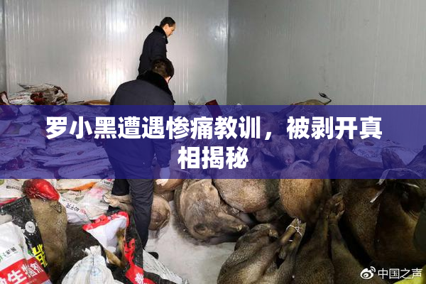 罗小黑遭遇惨痛教训，被剥开真相揭秘