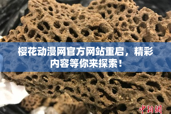 樱花动漫网官方网站重启，精彩内容等你来探索！
