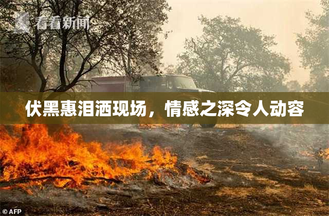 伏黑惠泪洒现场，情感之深令人动容