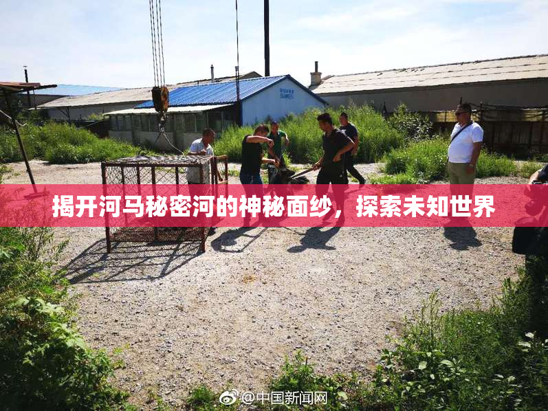 揭开河马秘密河的神秘面纱，探索未知世界