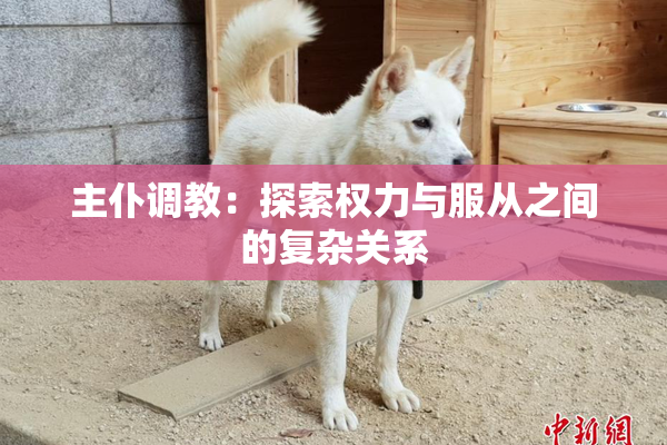 主仆调教：探索权力与服从之间的复杂关系