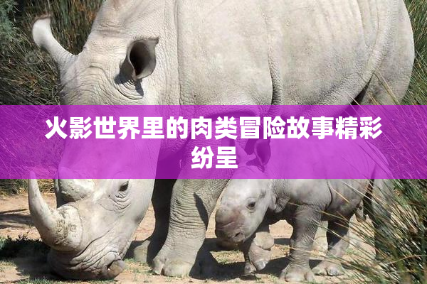 火影世界里的肉类冒险故事精彩纷呈
