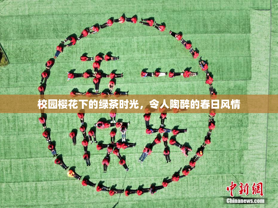 校园樱花下的绿茶时光，令人陶醉的春日风情