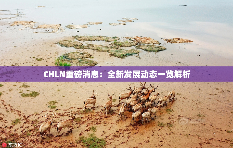 CHLN重磅消息：全新发展动态一览解析
